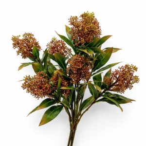 Skimmia ramo con I fiori