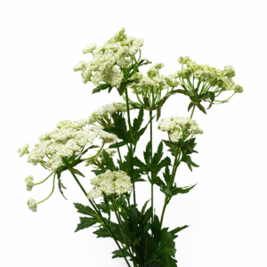 Achillea cream