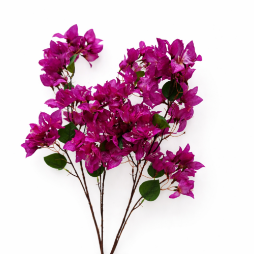 72_ Bouganville purple