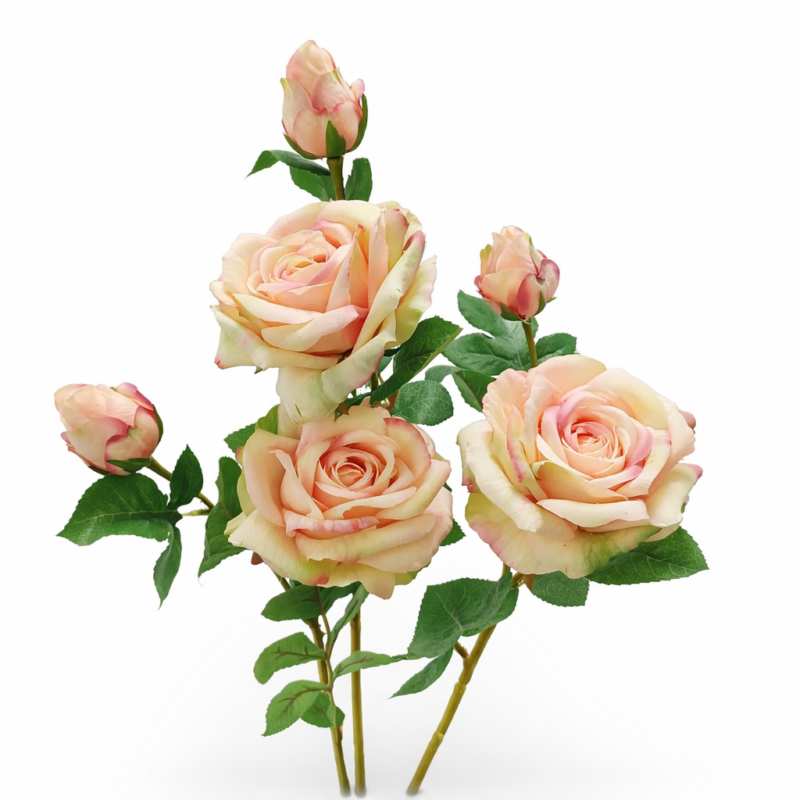 Rose beige assortite