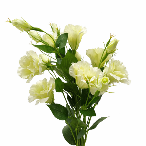 75_ Lisianthus bianco