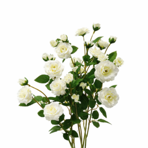 Rose selvatiche aivorio