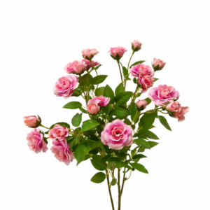 Rose selvatiche rosa