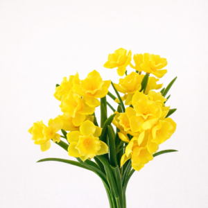 Narciso